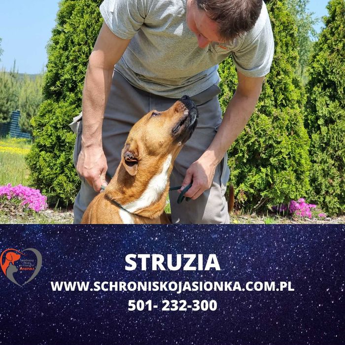 Struzia szuka domu-schronisko Jasionka -aktualne
