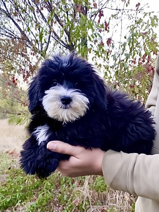 Плюшевий ведмедик міні мальтипу бебі фейс
