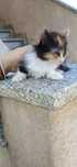 Gatinhos bebés para adoção