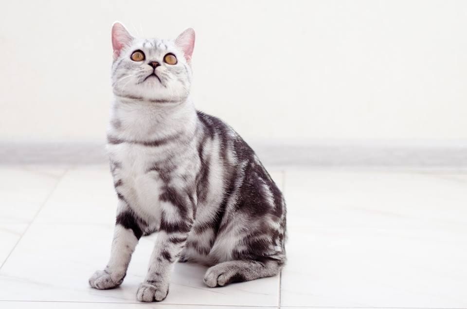 Мармуровий срібний котик