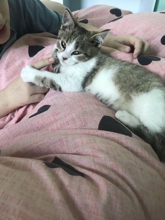 Віддам кошеня (хлопчик) у добрі руки