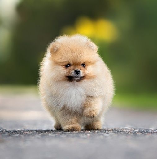 Szpic miniaturowy - GOTOWE DO ODBIORU