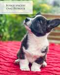 Welsh Corgi Cardigan z domowej hodowli ZKwP FCI