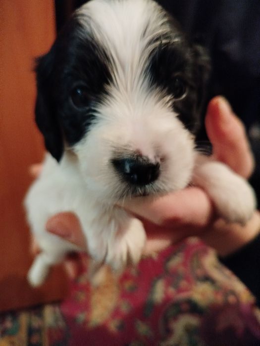 Віддам в добрі руки