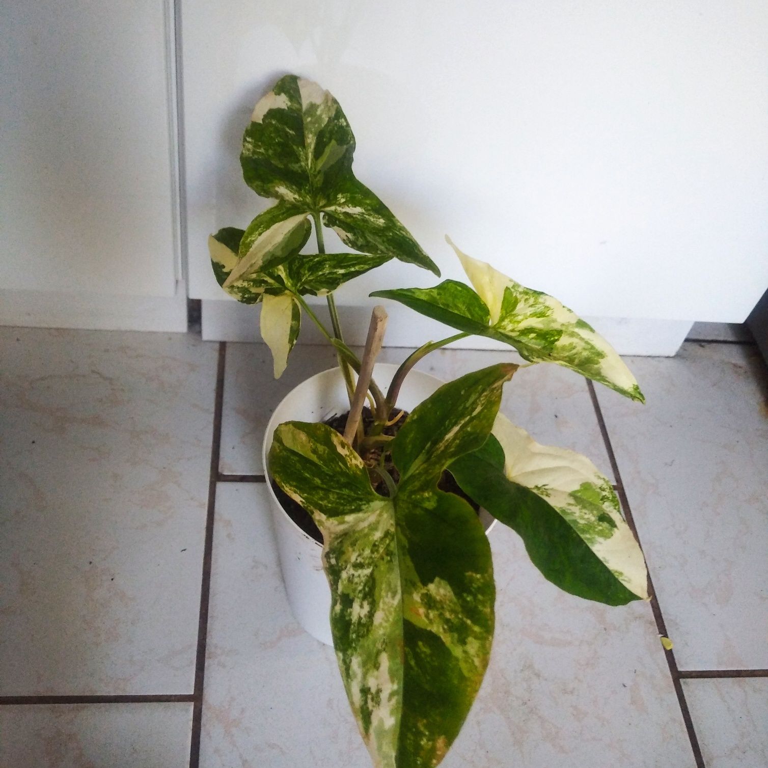 Syngonium Emerald gem veriegata