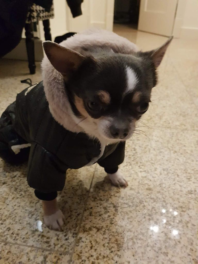 kombinezon nieprzemakalny,zimowy dla york,shihtzu ,maltańczyk na miare