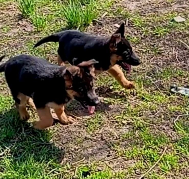 Щенки нем овчарки из питомника.