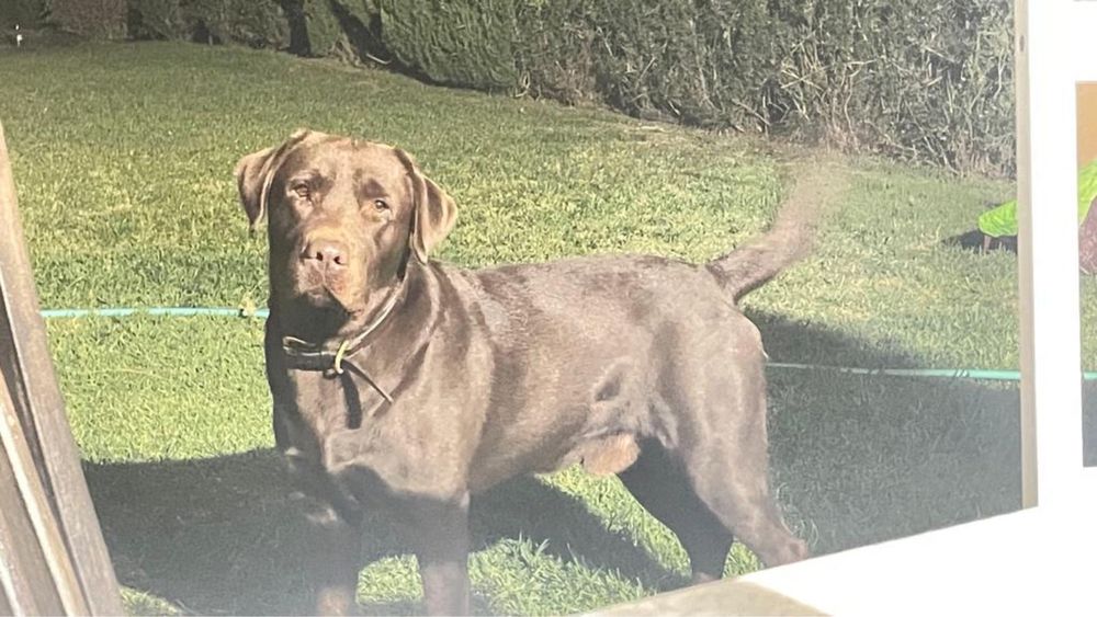 Labrador retriever chocolate com LOP para monta/cruza