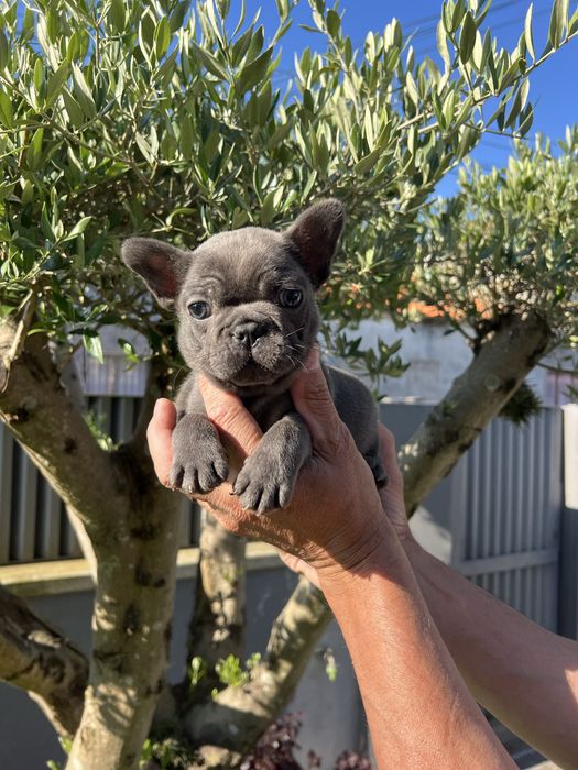 Cachorra bulldog francês blue