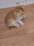 Мальчик золотой шиншиллы