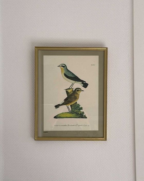 Vintage grafika ornitologiczna – białorzytka zwyczajna w złotej ramce