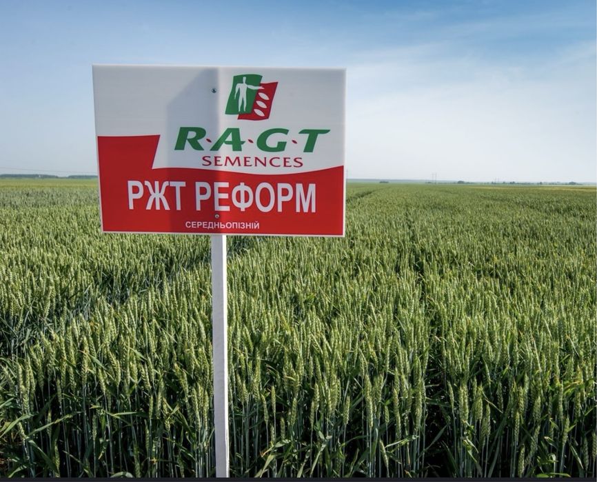 Продам насіння пшениці озимої RAGT реформ 2р