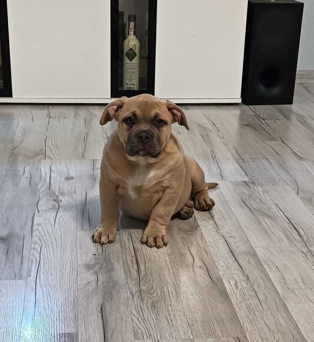 American Bully szczeniak