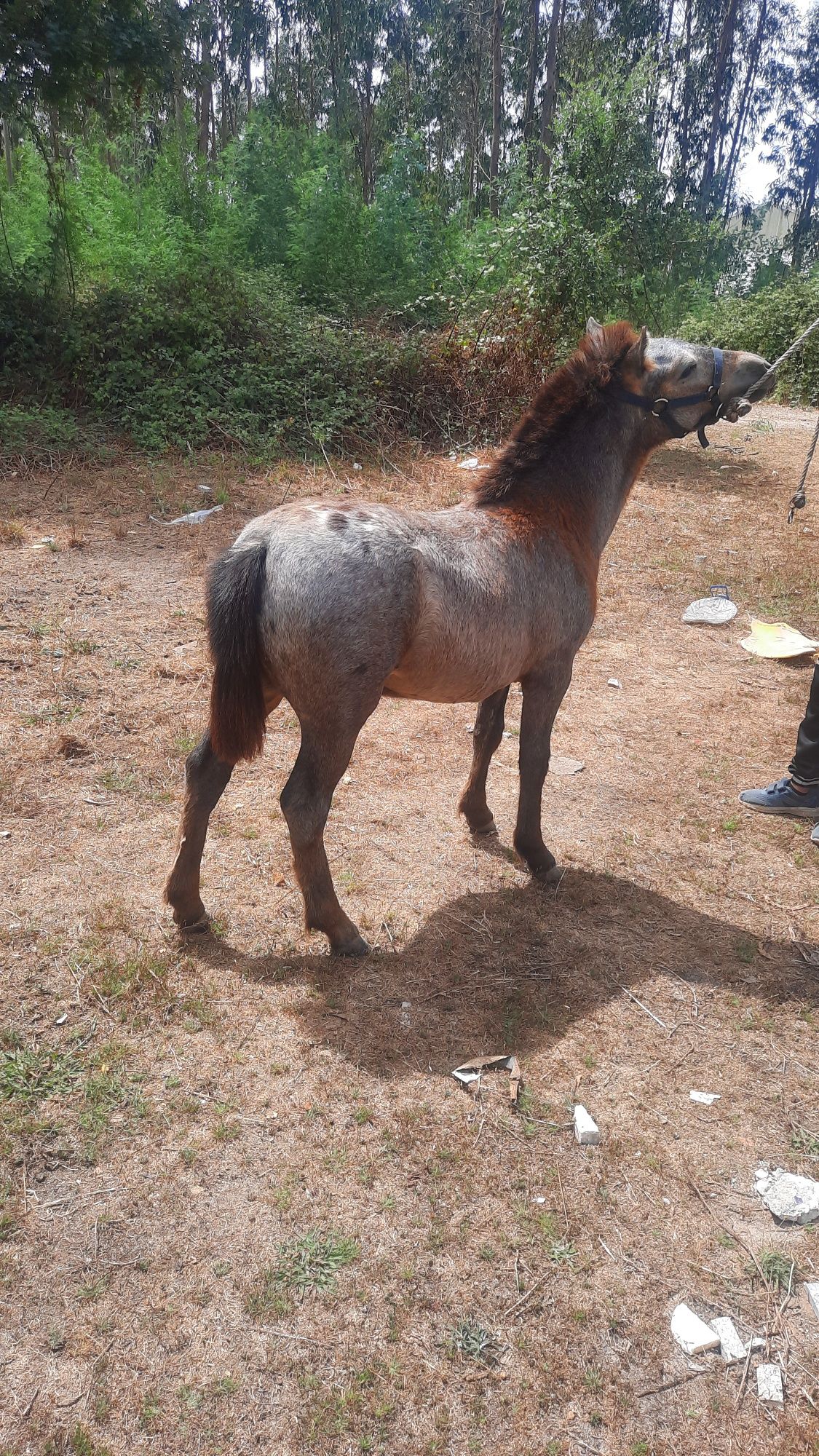 Ponei apaluso 8 meses