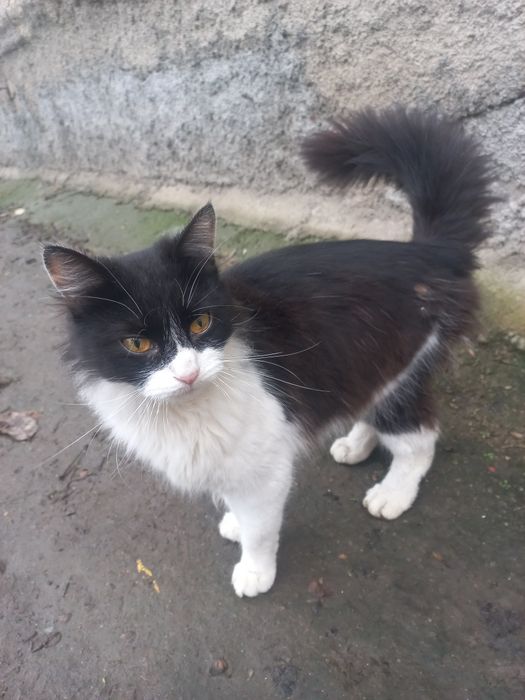 Красуня в добрі руки