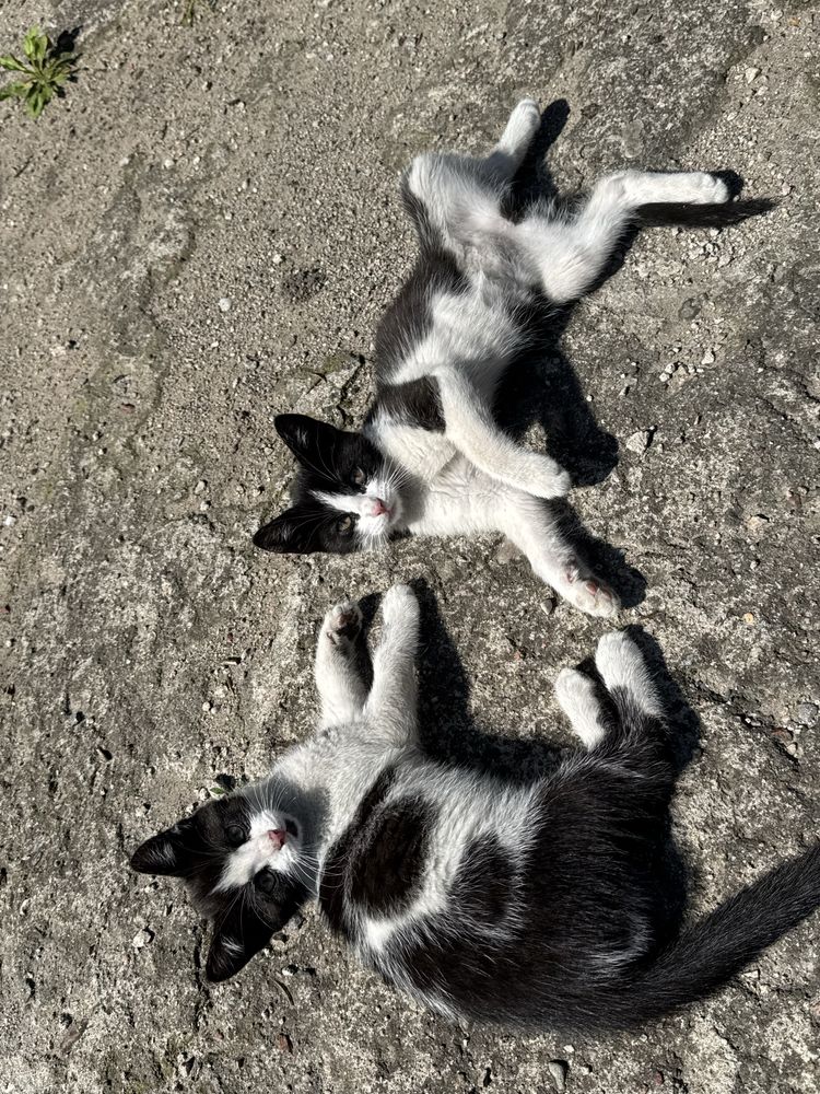 Koty do oddania od zaraz