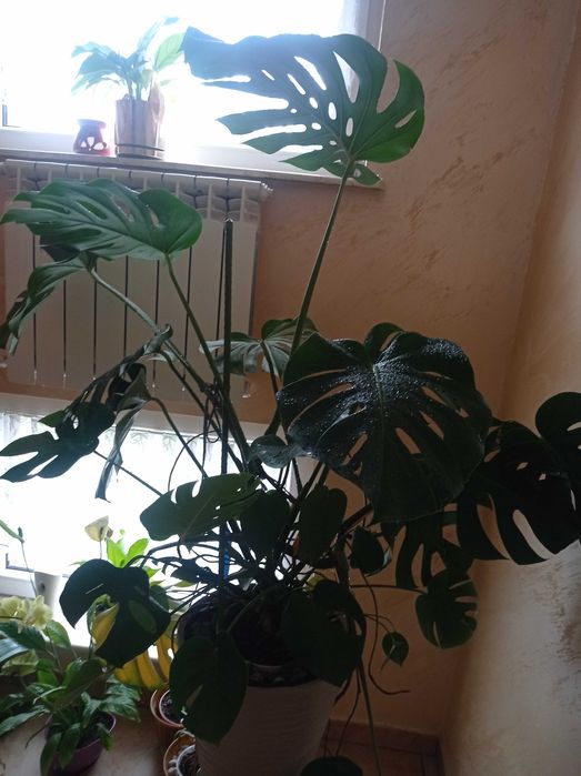 Kwiat Monstera Duży