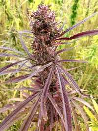 Cannabis Sativa PURPLE CBD CBG full 5% konopie susz konopny eko 10g
