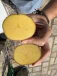 Batata vermelha do produtor