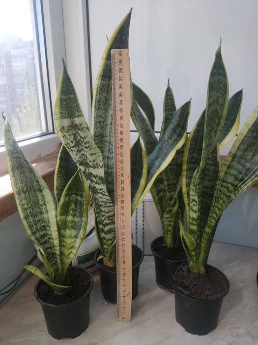 Сансевиерия тещин язык щучий хвост