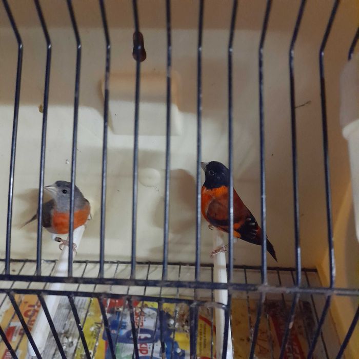 Vendo casal de cardinalitos.