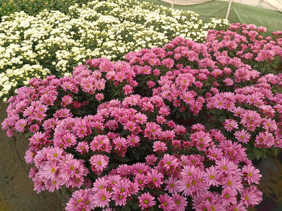 Chryzantemy sprzedaż hurtowa i detaliczna