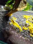 Krewetki Neocaridina Yellow Neon