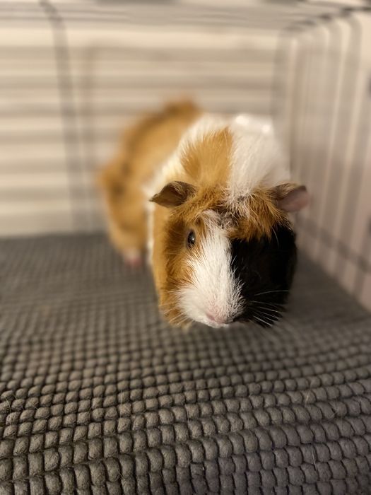 Świnki morskie Cavia domowa Oddam