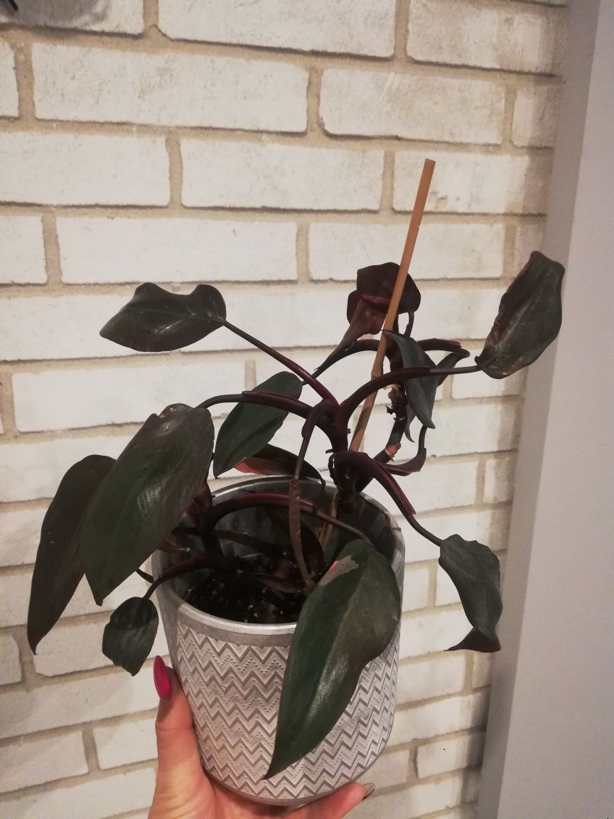 Philodendron Ruby Red