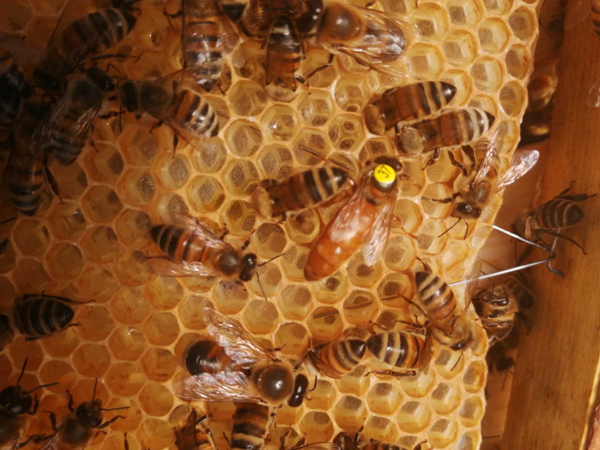 WŁOSZKA Ligustica 5+1Gratis matki pszczele jednodniowe