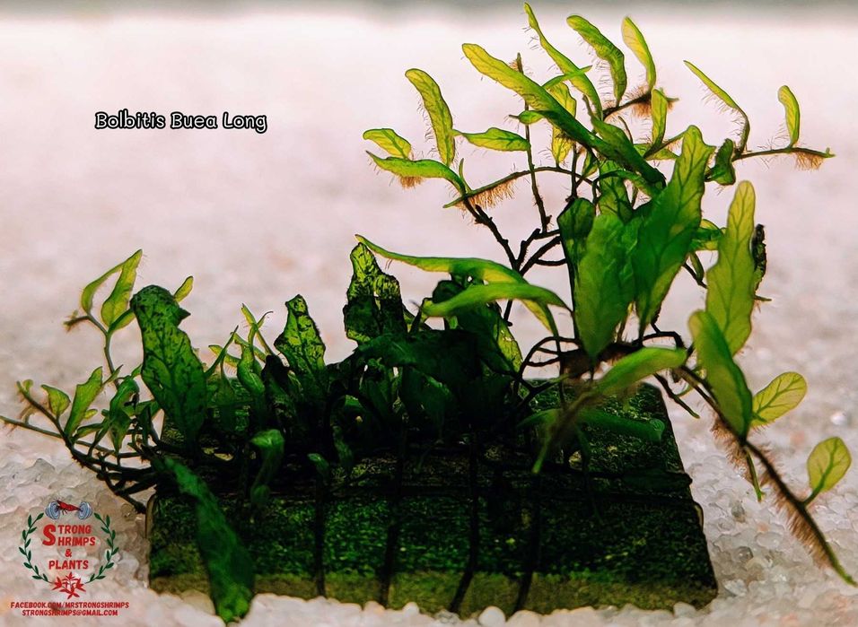 Bolbitis Buea Long Rarytas