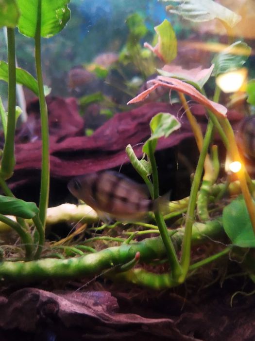 Do sprzedaży pielęgnice Cuttera i zbrojniki