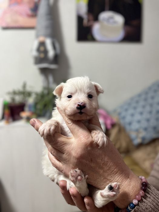 Собачка маленької породи в добрі руки