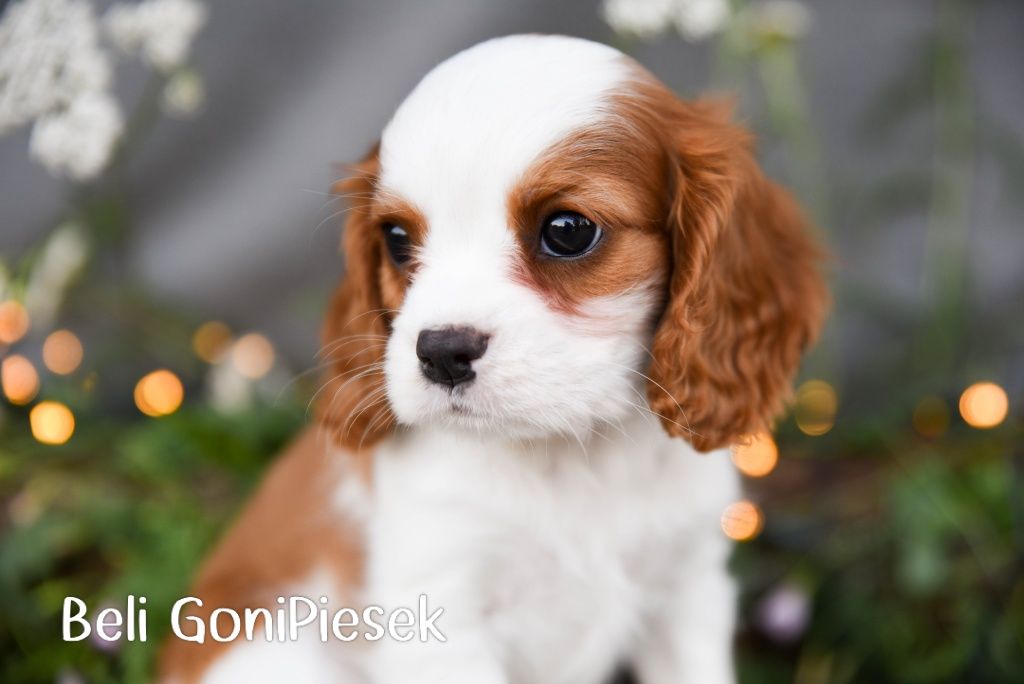 Cavalier King Charles Spaniel Blenheim