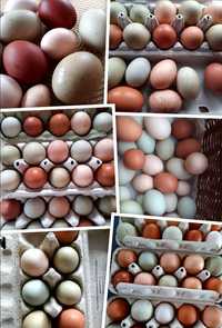 Jaja lęgowe kolorowy mix