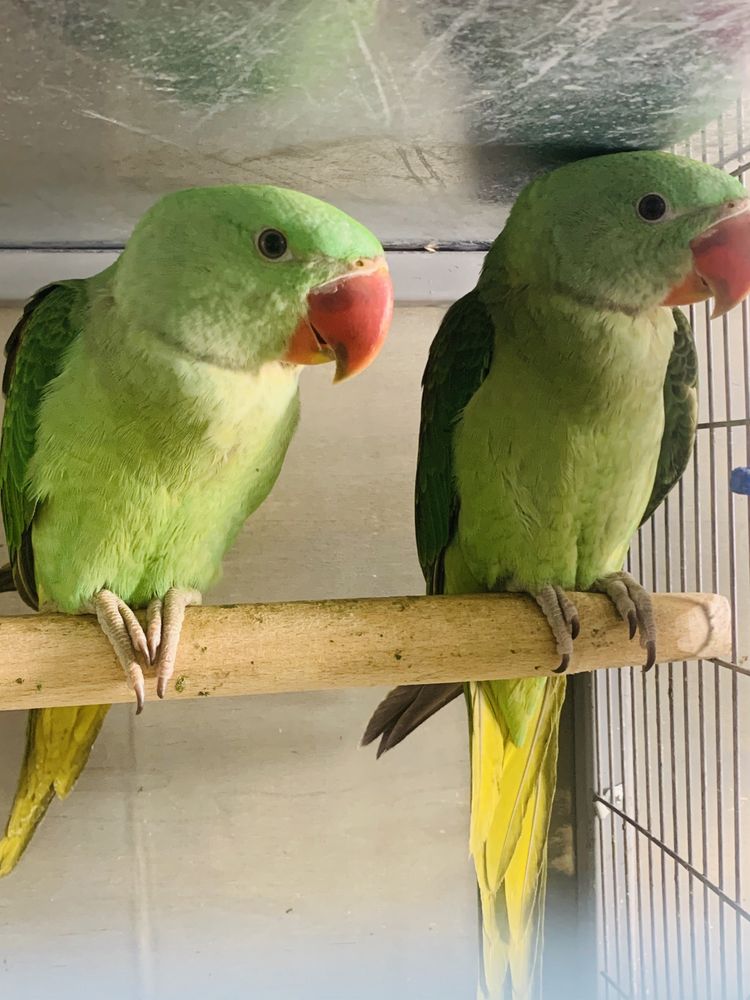 Александрийские кольчатые ожереловые попугайчики выкормыши  2 месяца