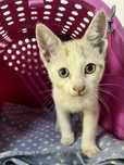 Gatinho para adoção!!