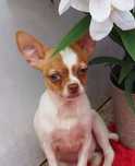 Chihuahua miniaturowy piesek