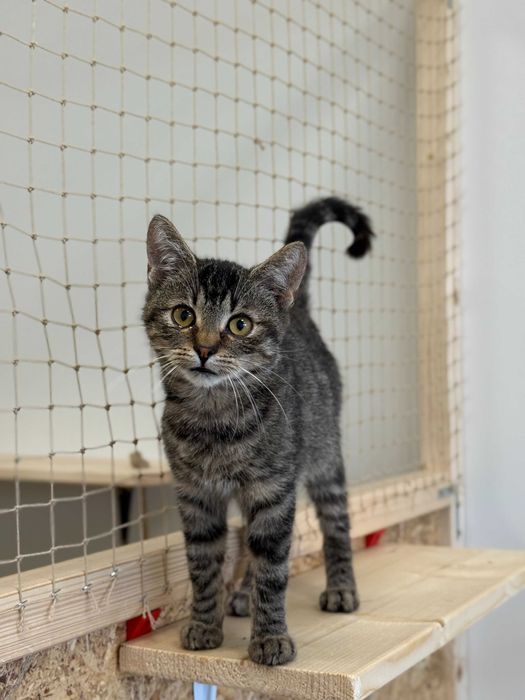 Flap - młody, ciekawski kot szuka kochającego domu!