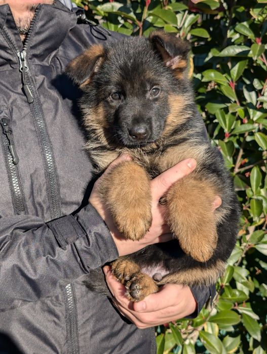 Super Cachorro Disponível