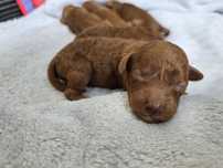Pudel toy red pudelek sunia