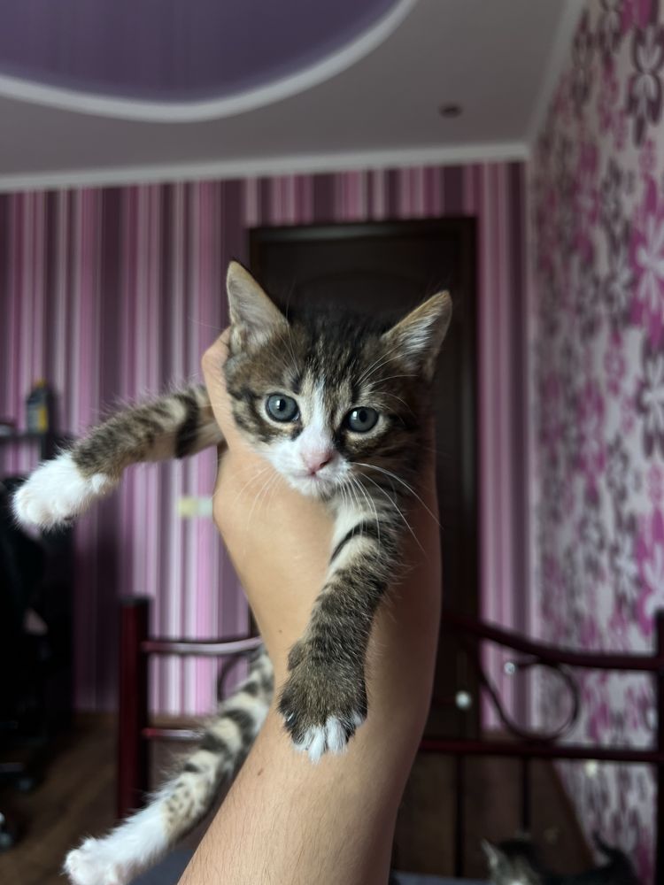 Віддамо кошенят.