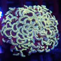 Euphyllia Paraancora Old Gold koralowiec akwarium morskie koralowce