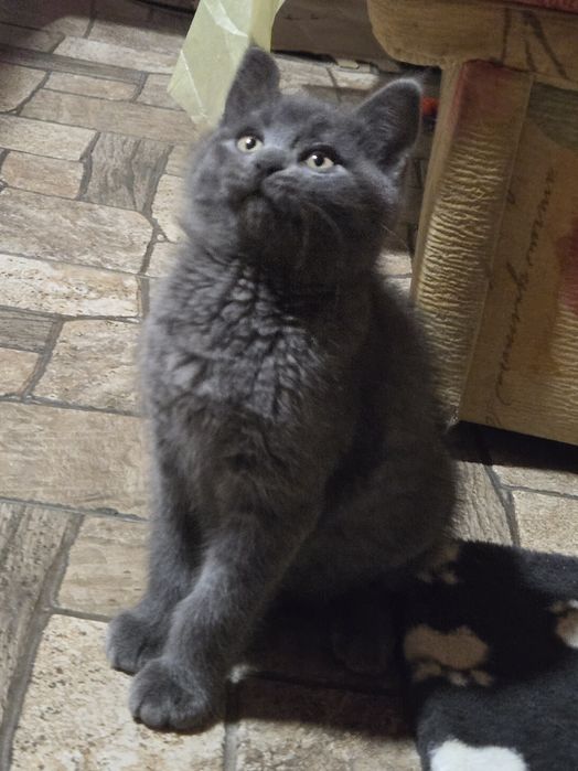 Котенок  Гоша ищет семью