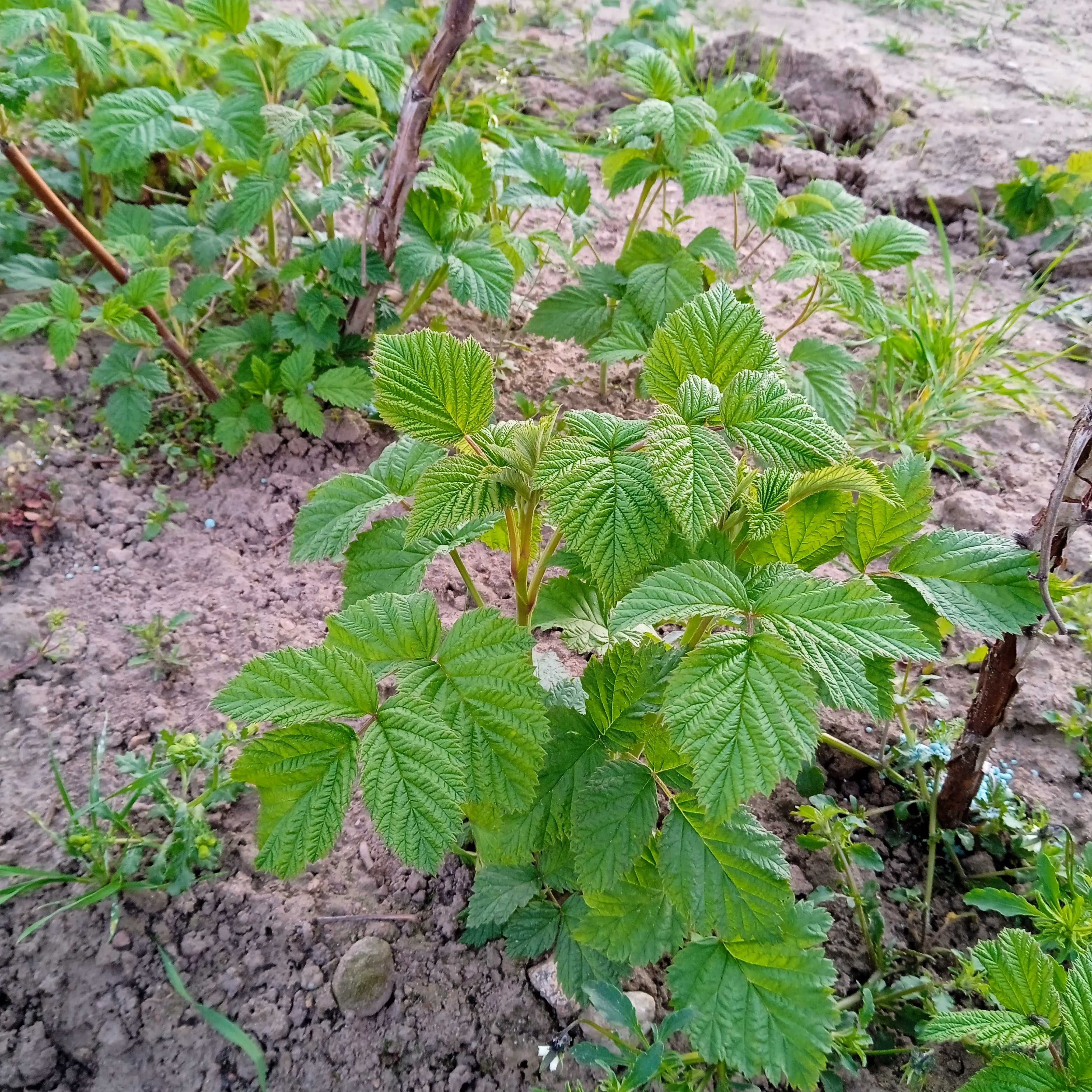 Sadzonki maliny letniej