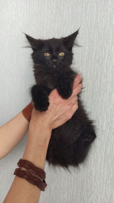 Казкові кошенята шукають родини!