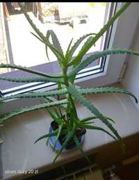 aloes drzewiasty, drzewko szczescia, grubosz, paprotka