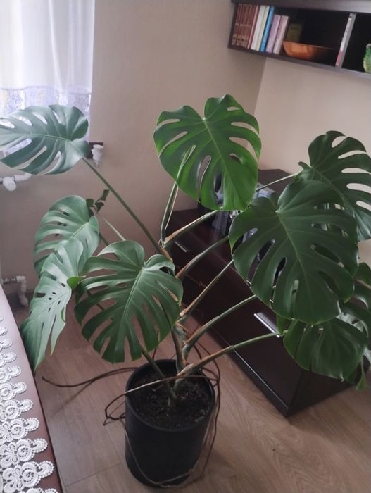 Monstera roslina