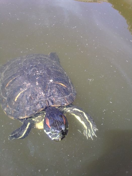 Jardinagem podas e abate de árvores