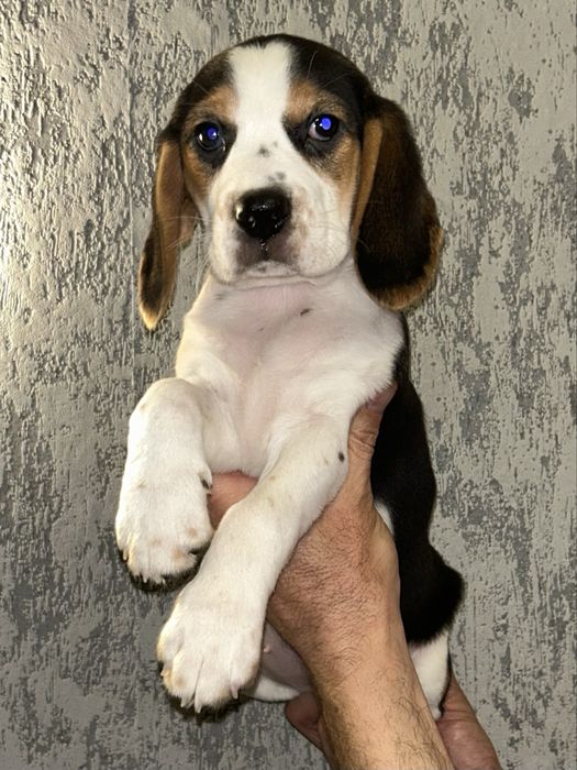 Малятка породи Бігль